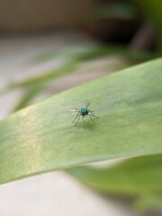 fly on leaf