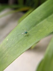 fly on leaf