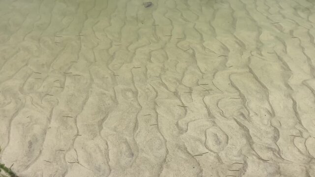 Increasingly rare Scottish sand eels swimming in shallow water with sandy bottom