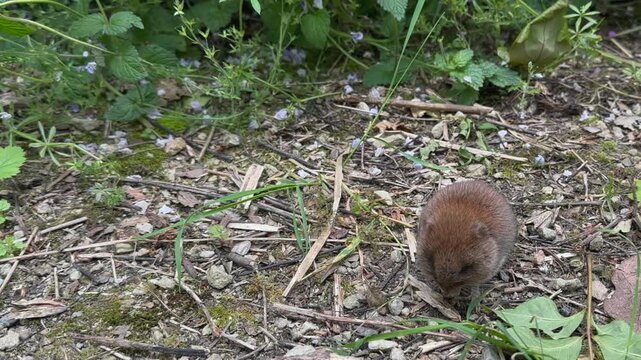 Fuzzy, rotund Field Vole eats food on ground, cute little rodent