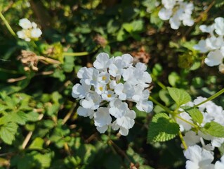 White trailing lantana flower blooming in the flower garden. Trailing lantana flowers are wild plants that can be found in bushes 
