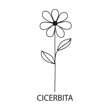 Cicerbita flower Outline Design, Floral Clipart, Wildflower illustration in black and white

 
