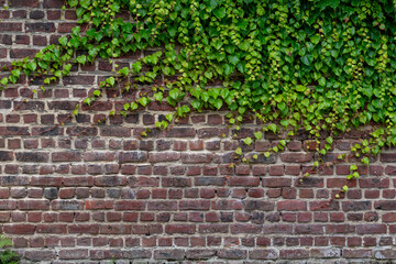 brick wall with ivy