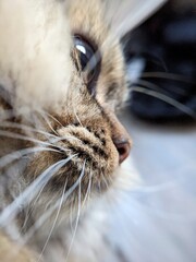 close up of a kitten