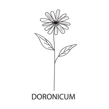 Doronicum flower Outline Design, Floral Clipart, Wildflower illustration in black and white
