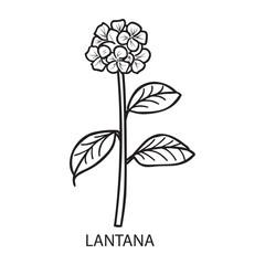 Lantana flower Outline Design, Floral Clipart, Wildflower illustration in black and white
