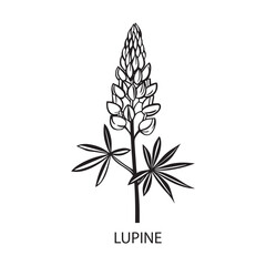 Lupine flower Outline Design, Floral Clipart, Wildflower illustration in black and white
