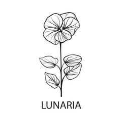 Lunaria flower Outline Design, Floral Clipart, Wildflower illustration in black and white
