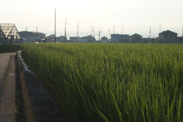 Obraz premium 稲の朝露