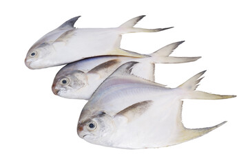 Three silver pomfret fishes isolated on white background.