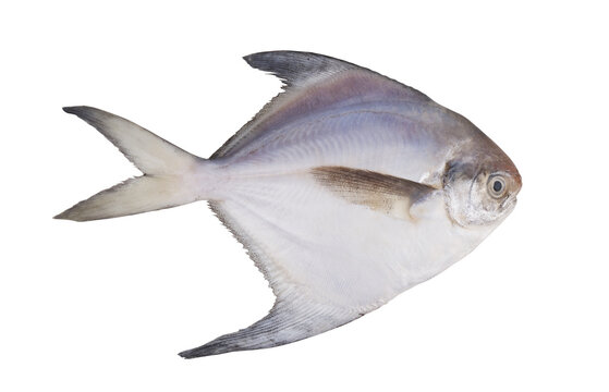 Single silver pomfret fish isolated on white background.