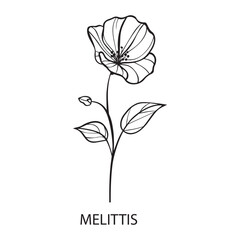 
Melittis flower Outline Design, Floral Clipart, Wildflower illustration in black and white
