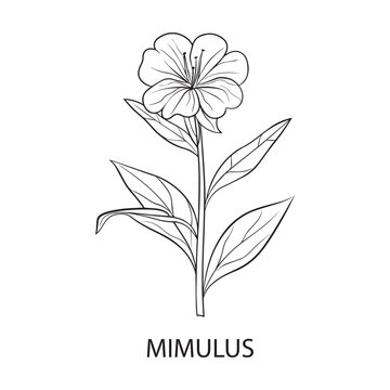 Mimulus flower Outline Design, Floral Clipart, Wildflower illustration in black and white
