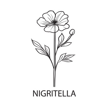 Nigritella flower Outline Design, Floral Clipart, Wildflower illustration in black and white
