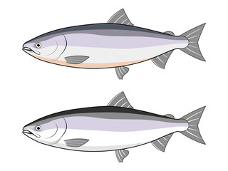 Obraz premium 横から見た鮭