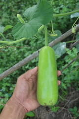 agricultural, agriculture, agroforestry, agronomy, water gourd plants in farmers' plantations with...
