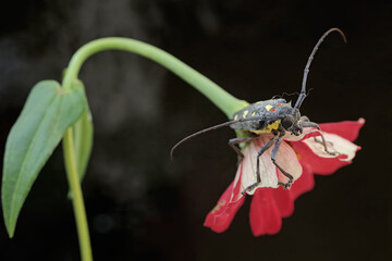 A long-horned beetle is looking for food in wildflower. This insect has the scientific name Batocera sp.