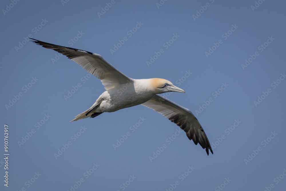 Poster close up looking up at a northern gannet in flight with its wings spread. The clear blue sky forms the background with space for text