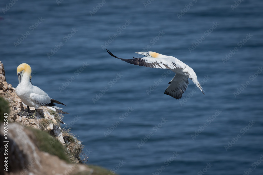 Poster captured as it flies in to land on the cliff top is a northern gannet. the are two gannets already o