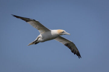 close up looking up at a northern gannet in flight with its wings spread. The clear blue sky forms the background with space for text