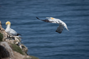 Captured as it flies in to land on the cliff top is a northern gannet. The are two gannets already on the rocks.