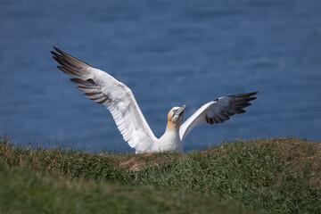 A close up of a northern gannet. It has just landed on the cliff top and its wings are still spread out. The sea is in the background