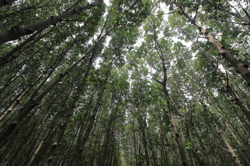 Photos of rich mangrove forests
