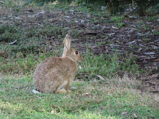 Alert Rabbit Sitting