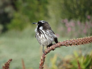 A New Holland Honeyeater perched on a slender stem