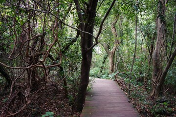 autumn walkway through thick vines and old trees