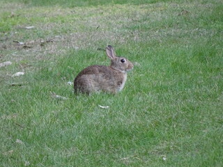 Rabbit Sitting Upright
