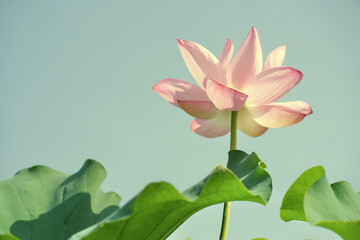 日本、神奈川県、横浜市本牧の日本庭園の蓮の花　2024年8月
