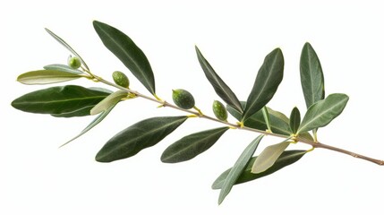 branch of a olive tree with leaves isolated on white  background