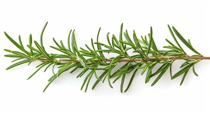 Fototapeta premium rosemary branch isolated on white background