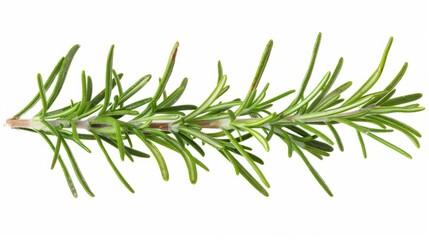 Fototapeta premium rosemary branch isolated on white background