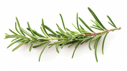 Fototapeta premium rosemary branch isolated on white background