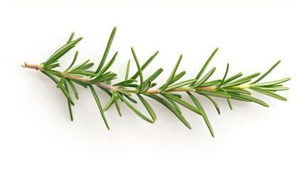 Fototapeta premium rosemary branch isolated on white background