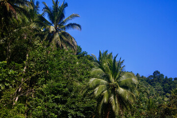 View of green jungle and blue sky. Dense crowns of tropical trees in the jungle against the blue...