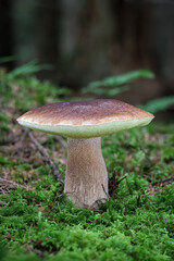Amazing edible mushroom Boletus edulis known as penny bun