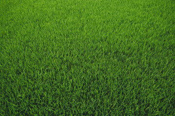 Green young rice plant texture, green grass background