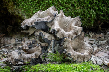 Interesting edible Craterellus cornucopioides mushrooms with green mossy background