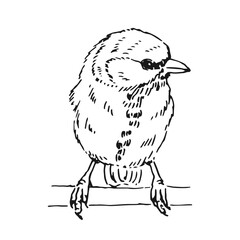 Titmouse. Hand drawn vector illustration ink style.