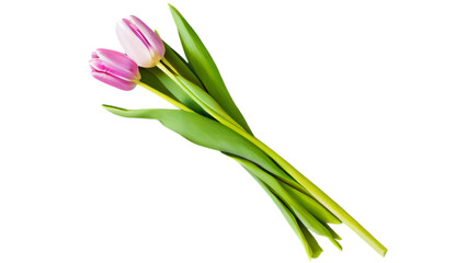 Delicate tulips bloom in isolated elegance against pristine blank backdrop