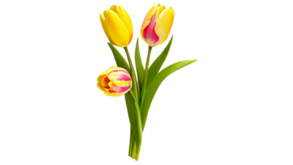 Delicate tulips bloom in isolated elegance against pristine blank backdrop