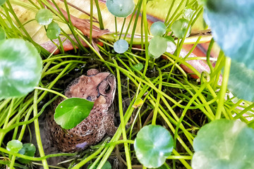 easter eggs in the grass