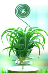 tillandsia 