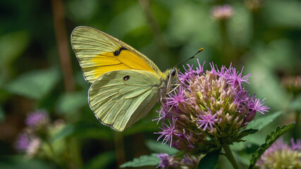 Obraz premium butterfly on flower