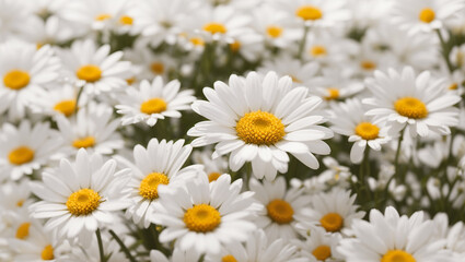 daisies in a vase