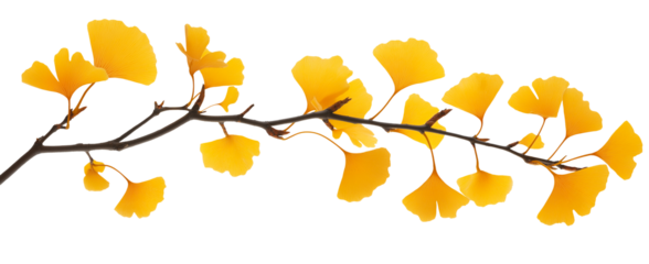 yellow autumn gingko leaves on a tree branch natural fall plant isolated on white background.