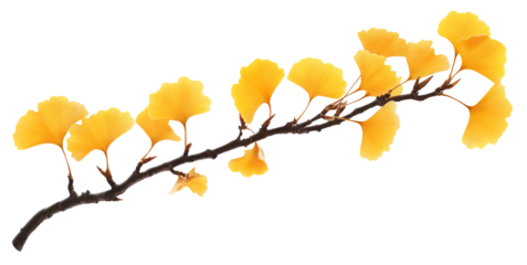 yellow autumn gingko leaves on a tree branch natural fall plant isolated on white background.